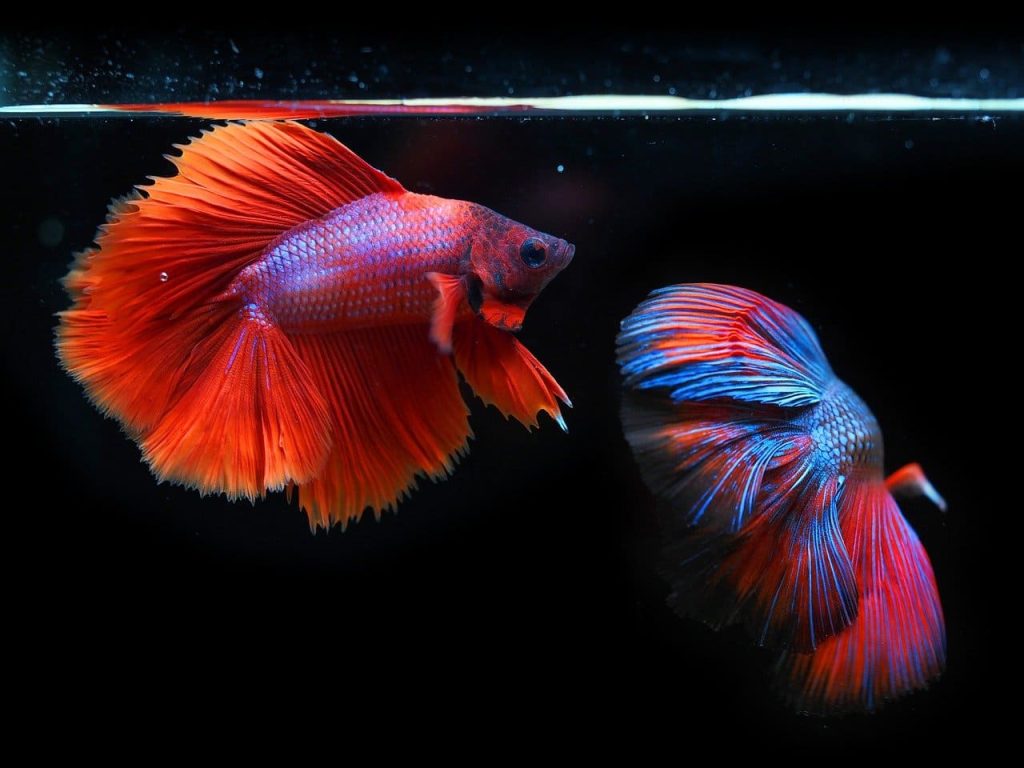 Siamese Fighting Fish