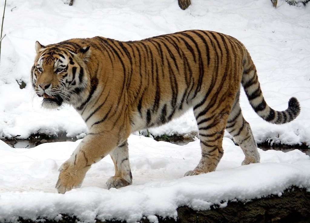 Siberian tiger (Panthera tigris altaica)