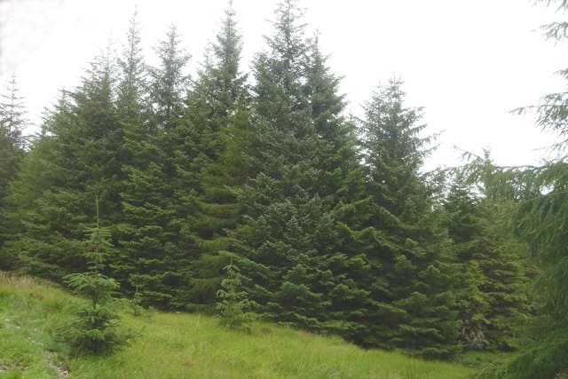 Sitka spruce (Height 96.7 meters)
