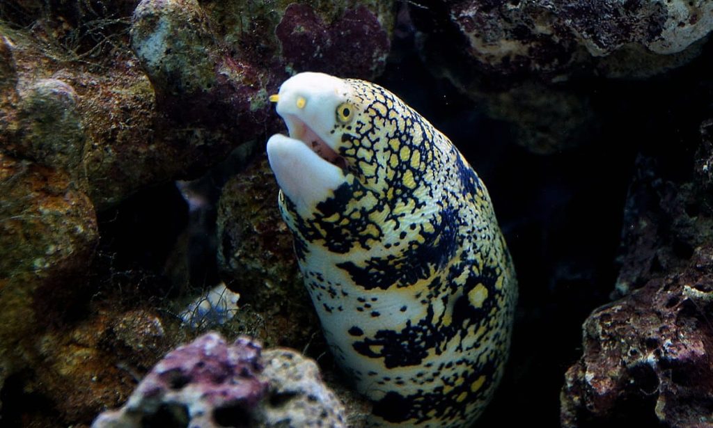 Snowflake Moray