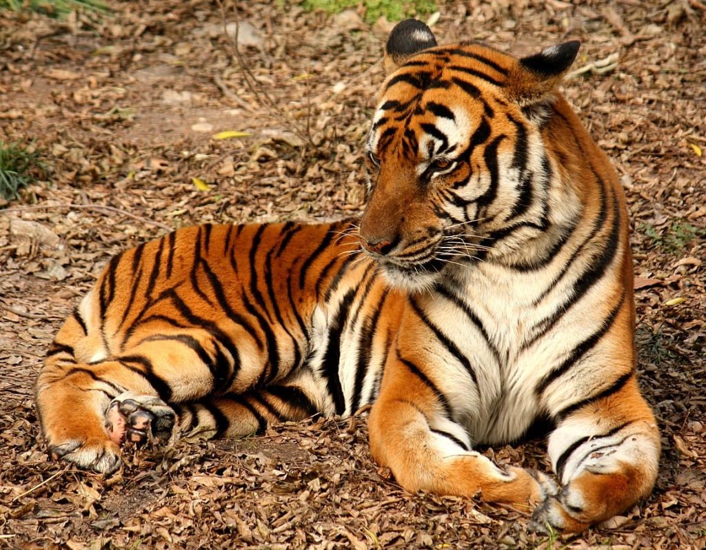 South China tiger (Panthera tigris amoyensis)