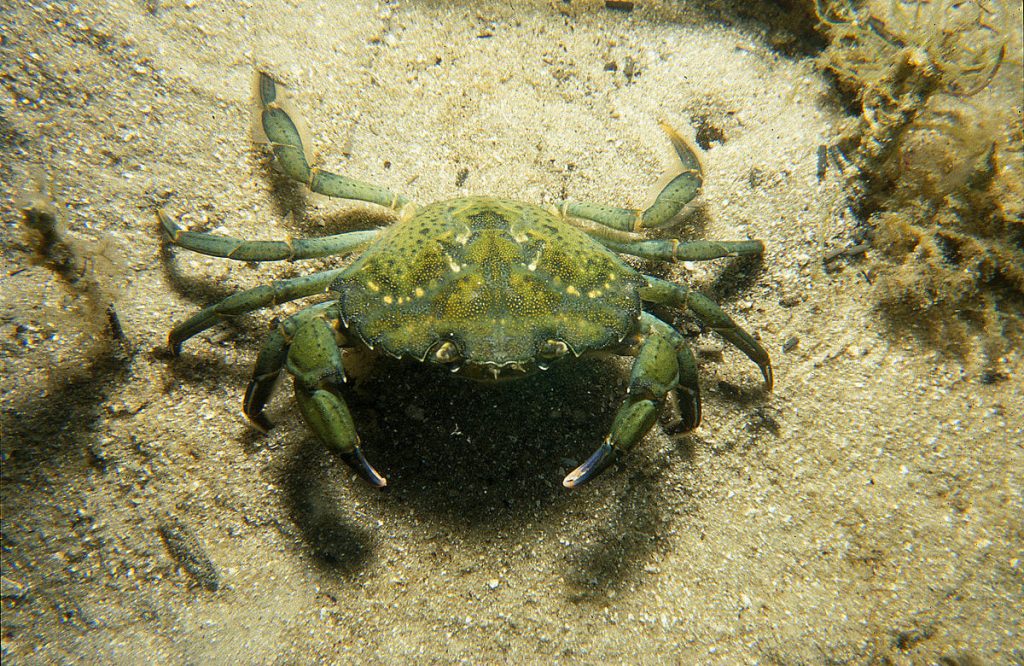 Southern European Crabs