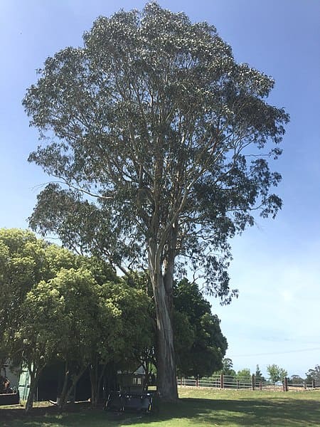 Southern blue gum(Height 92 meters)