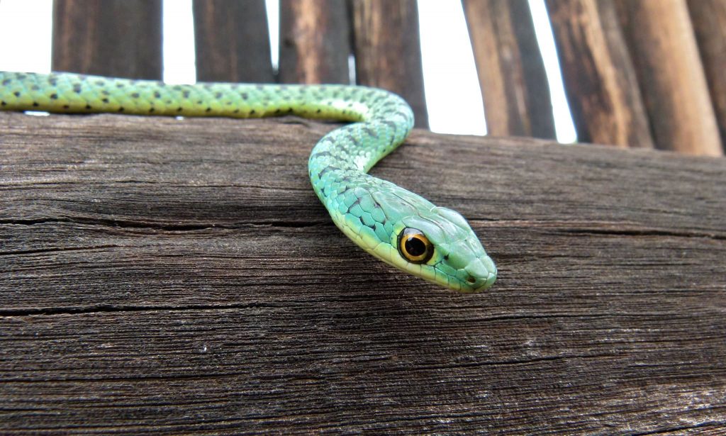 Spotted Bush Snake