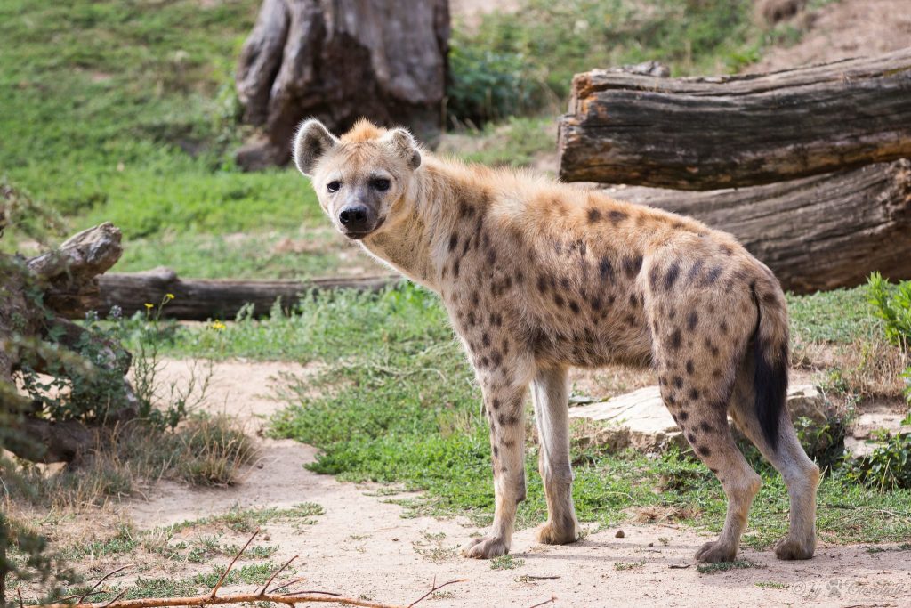 Spotted Hyena