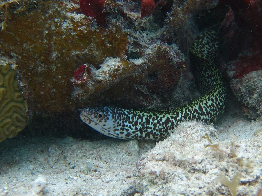 Spotted Moray Eel