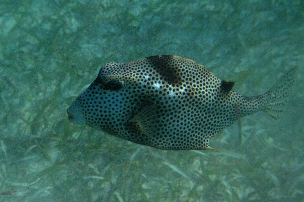 Spotted Trunkfish