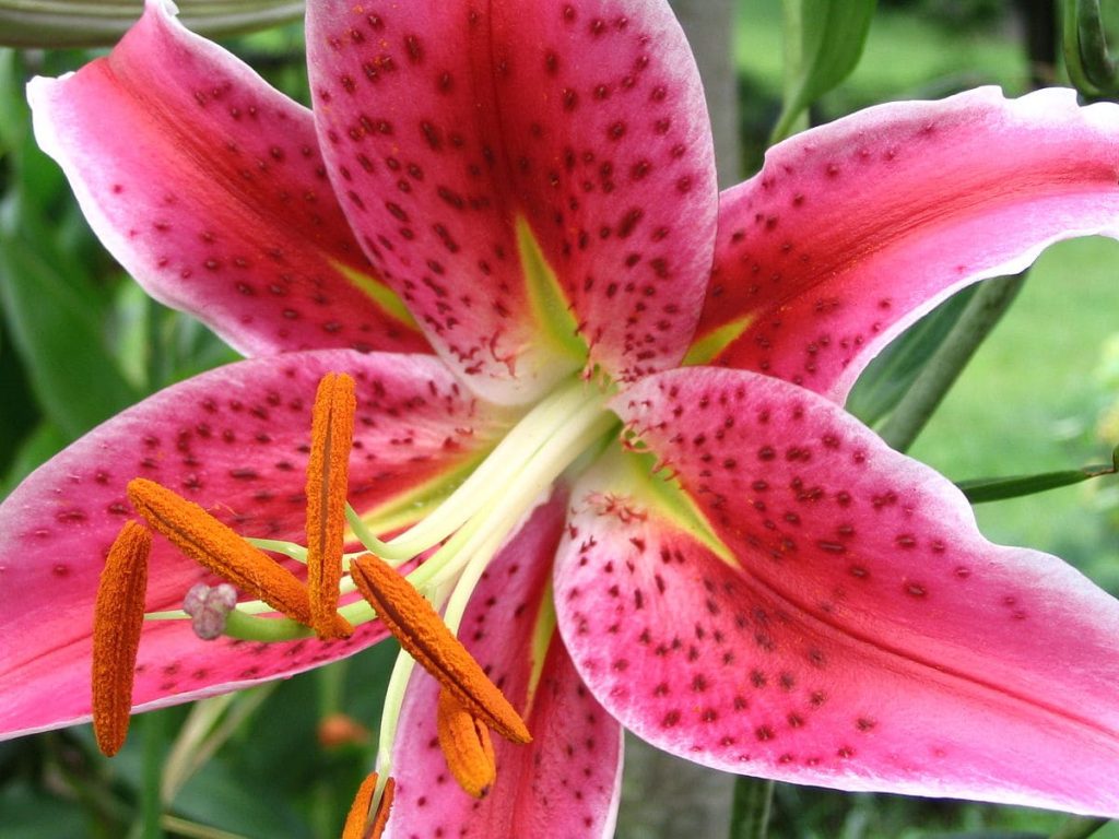 Stargazer Lily