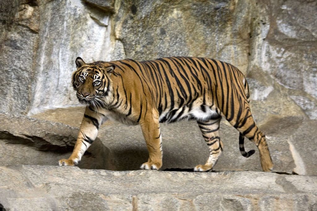 Sumatran tiger (Panthera tigris sumatrae)