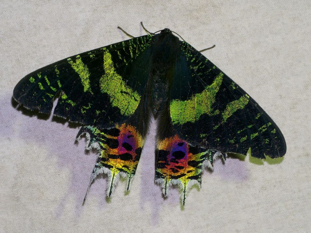 Sunset Moth