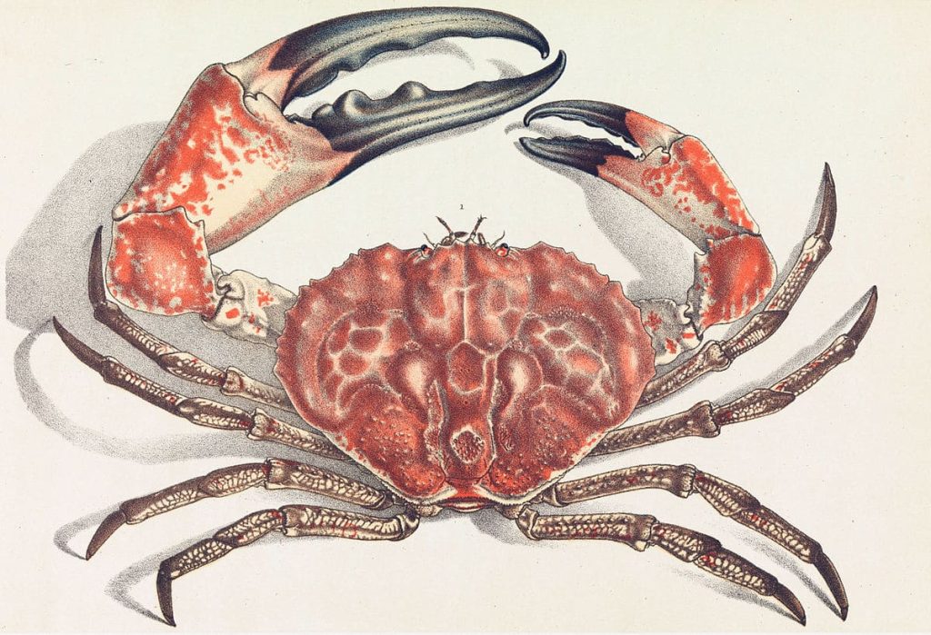 Tasmanian giant crab