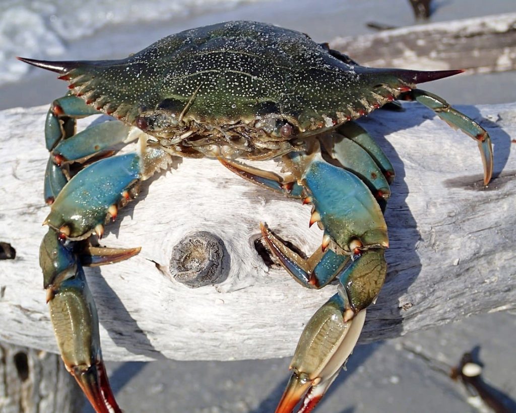 The Blue Crab