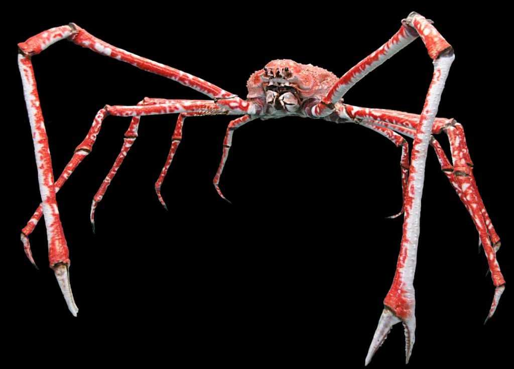 The Japanese Spider Crabs