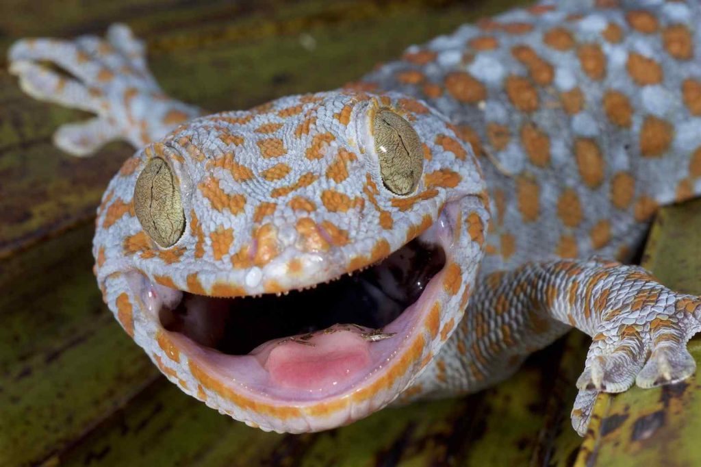 Tokay gecko pattern
