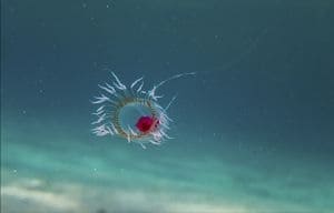Transparent Immortal Jellyfish