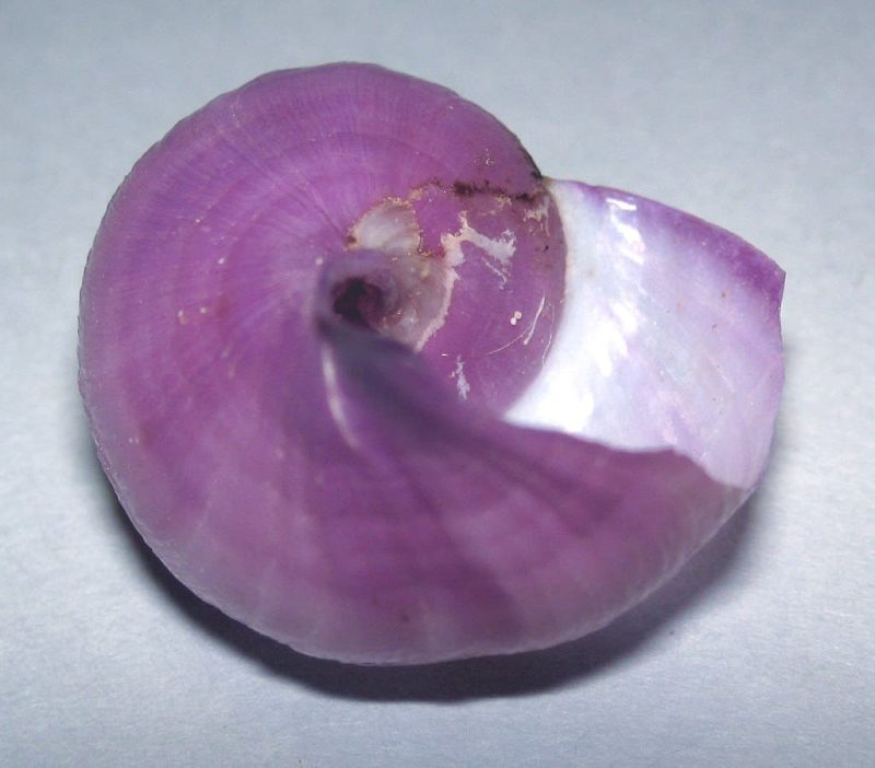 Violet sea snail