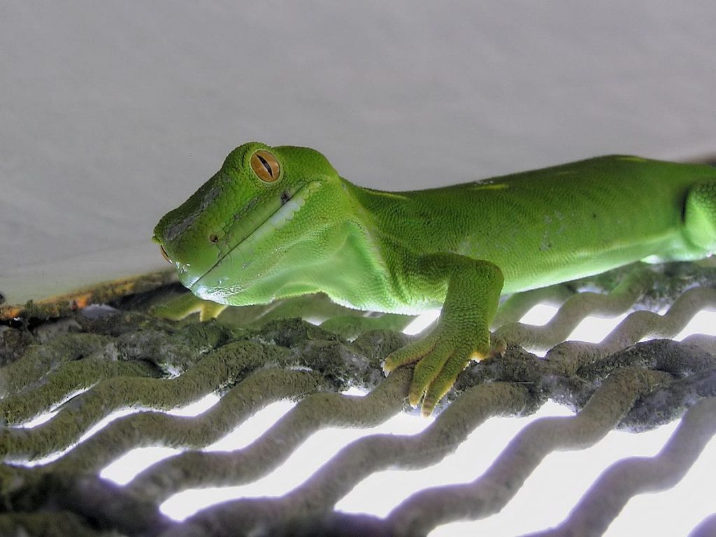 Wellington green gecko