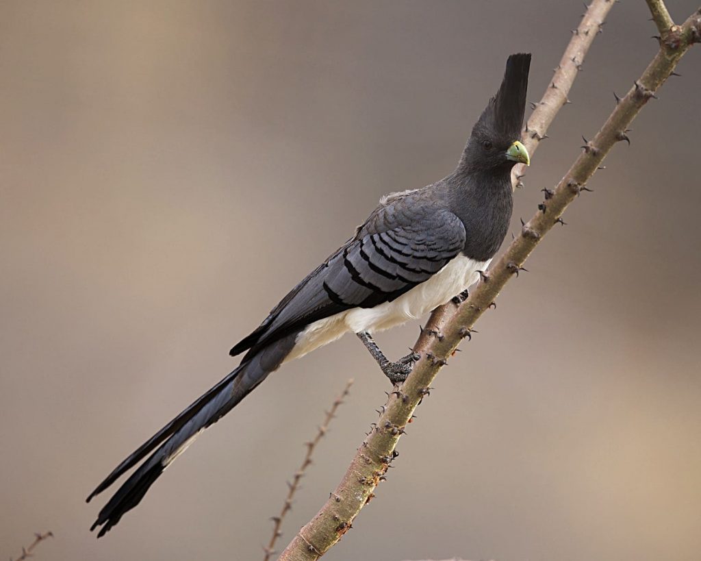 White Bellied Go-Away Bird