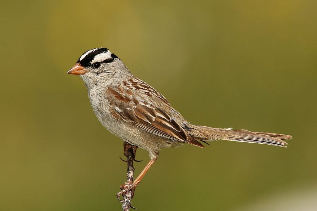 White-Crowned Sparrow