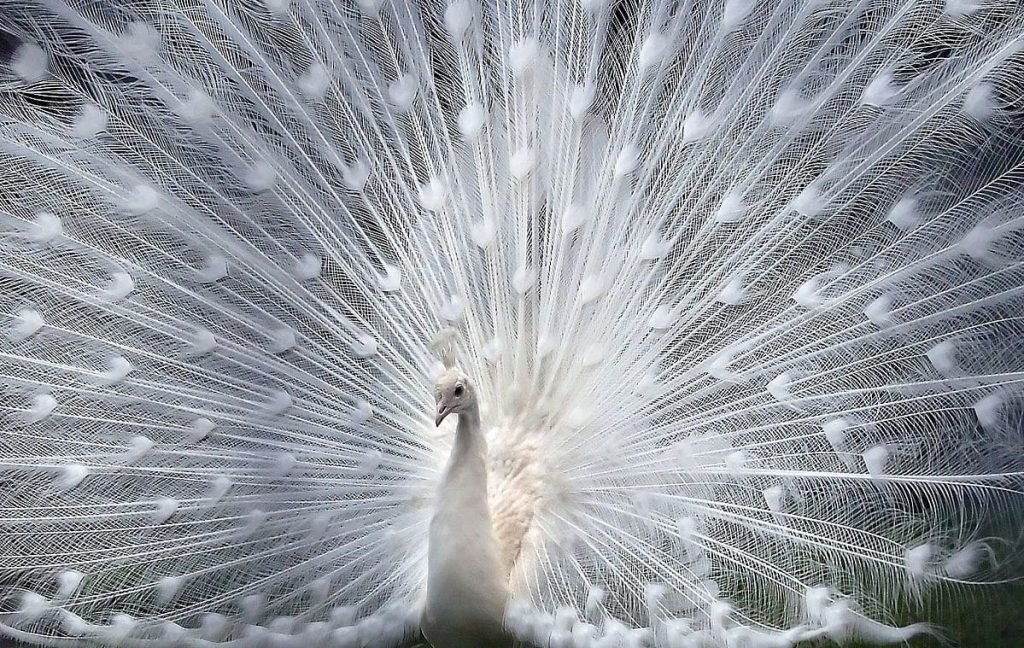 White Peacock