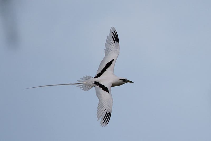 White-tailed tropicbird