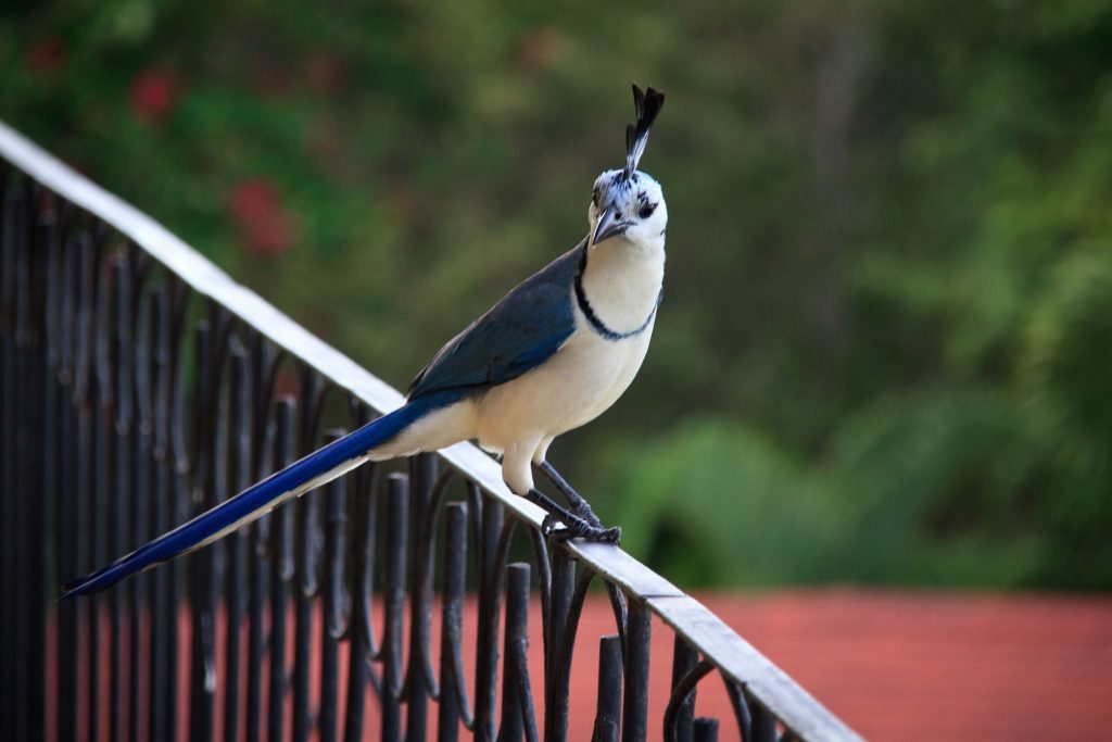White-throated Magpie-jay