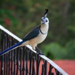 White-throated Magpie-jay
