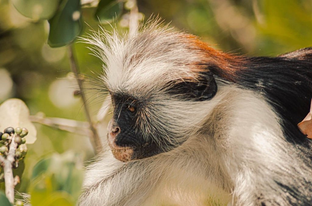 Zanzibar Red Colobus