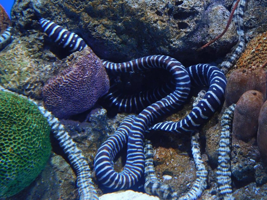 Zebra Moray