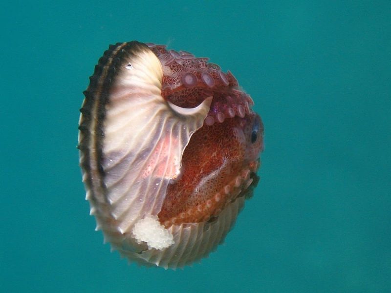 argonaut octopus