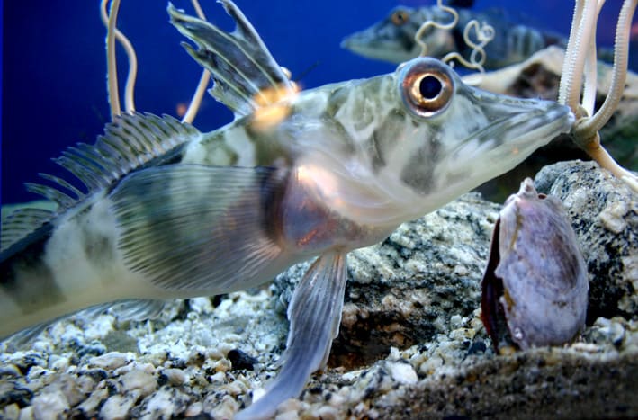 crocodile icefish