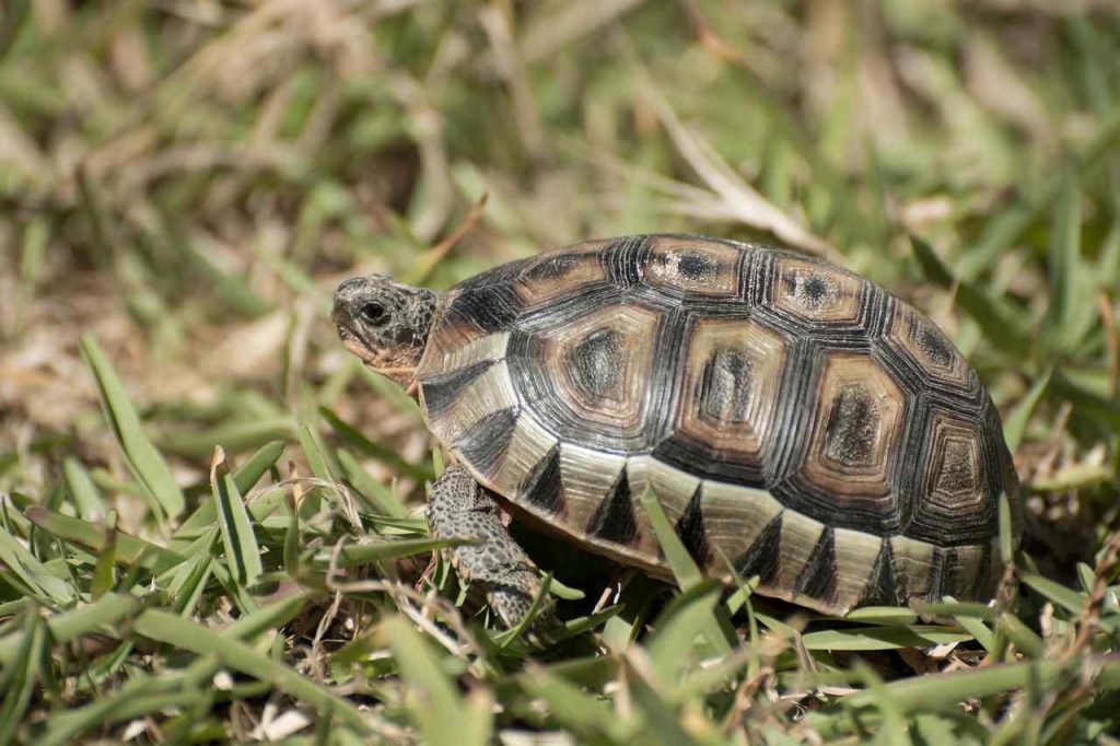 turtle patterns