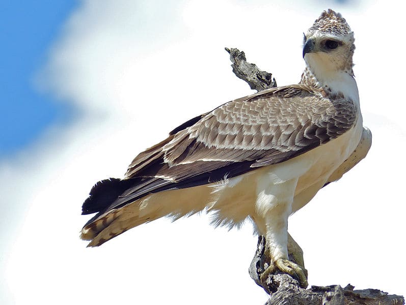African Martial Eagles