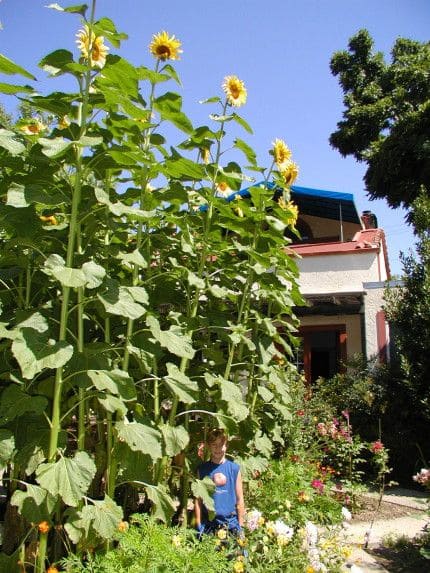 American giant sunflowers