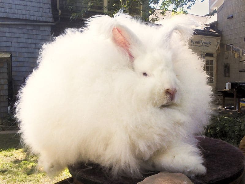 Angora Rabbit