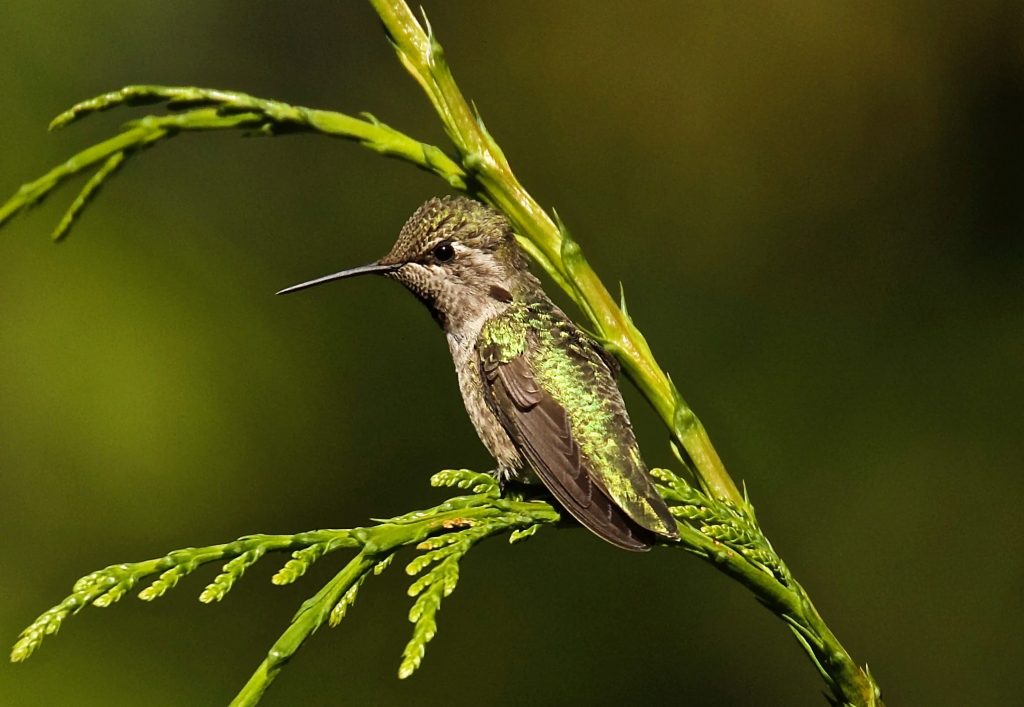 Anna’s Hummingbird