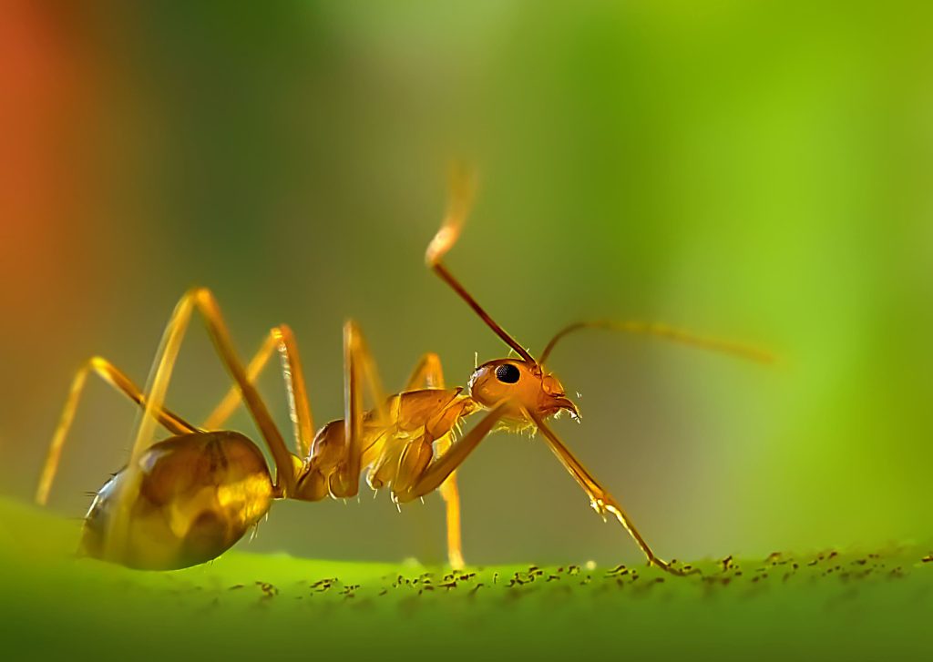 Ant