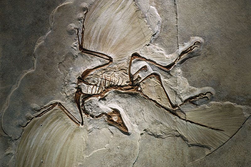 Archaeopteryx Dinosaur