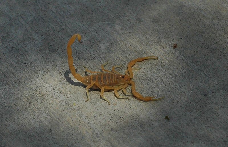 Arizona bark scorpion