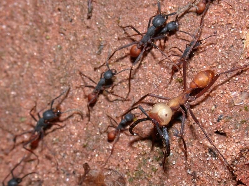 Army Ant