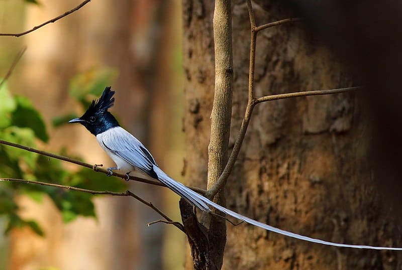 Asian Paradise Flycatcher