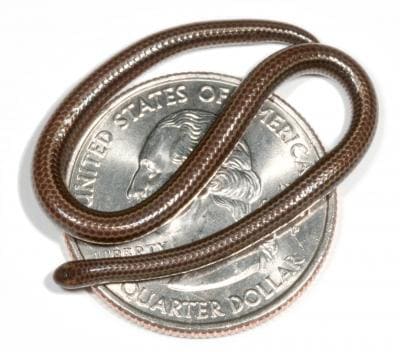 Barbados thread snake