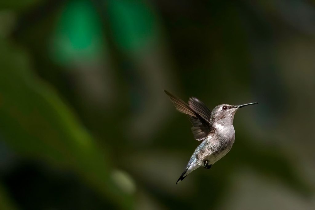 smallest bird in the world