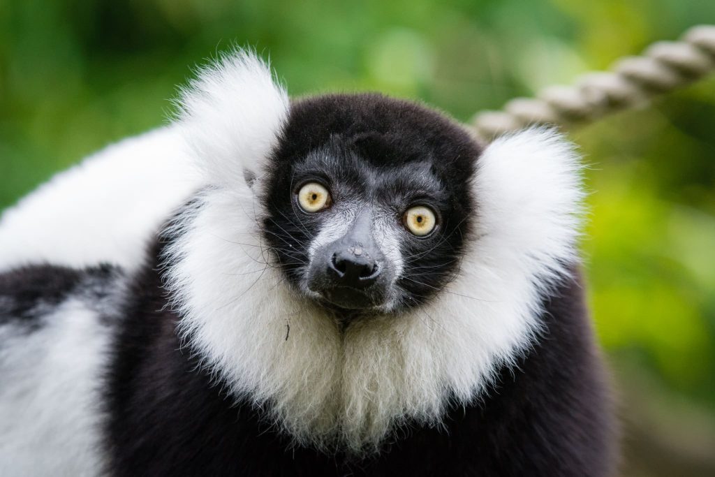 Black and white ruffed Lemur