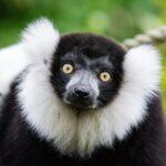 Black and white ruffed Lemur