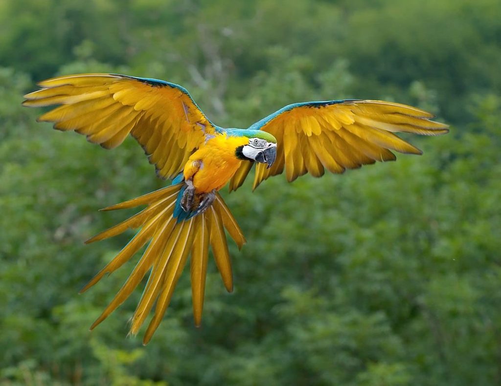 Blue and yellow macaw