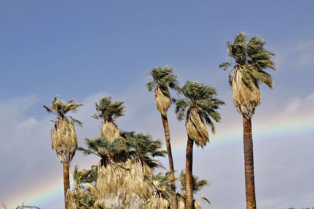 California palm trees