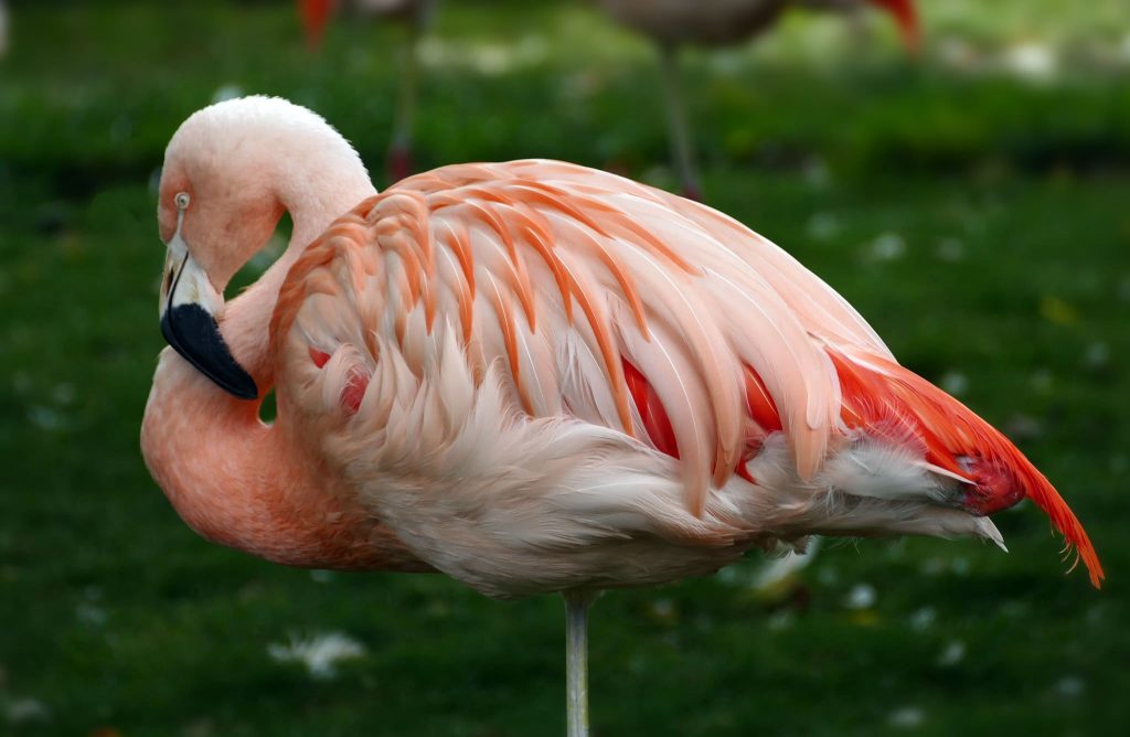 Chilean Flamingo