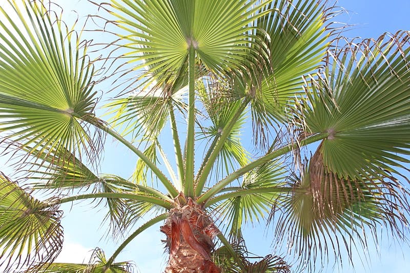 Chinese fan palm trees