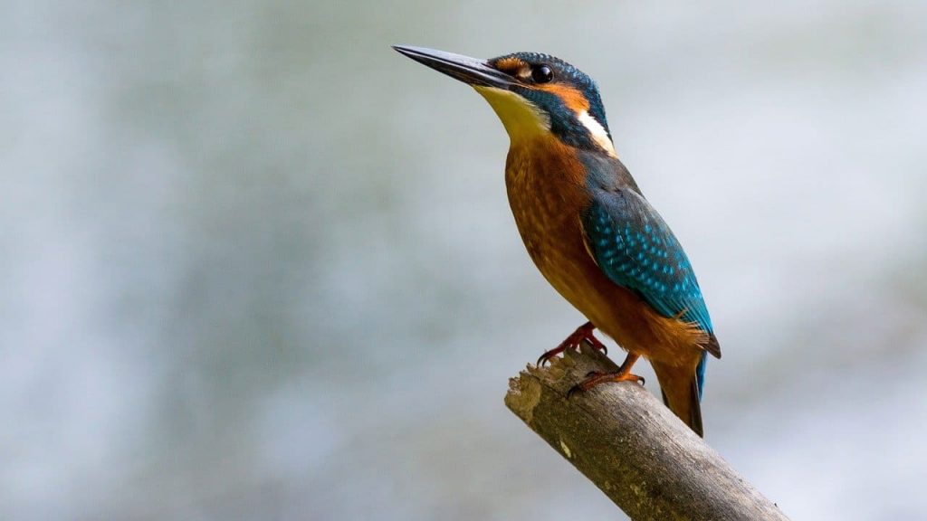 Common Kingfisher